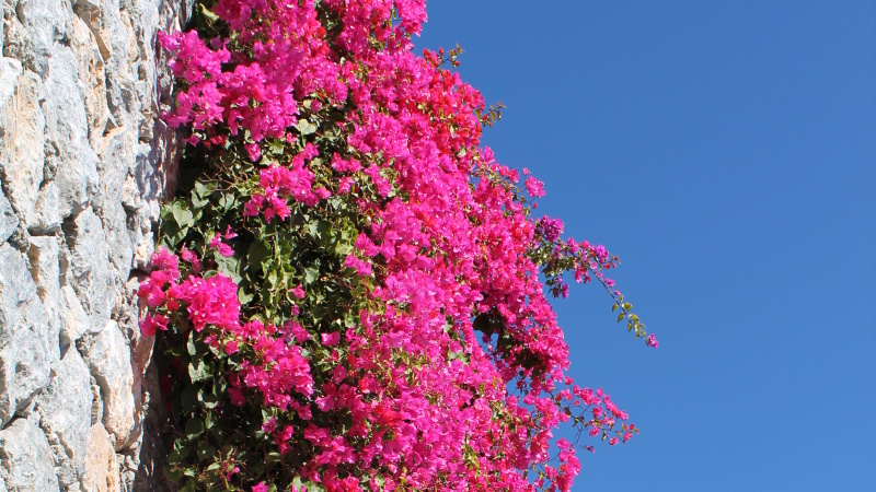Bougainvillea i full blom mot en stenmur