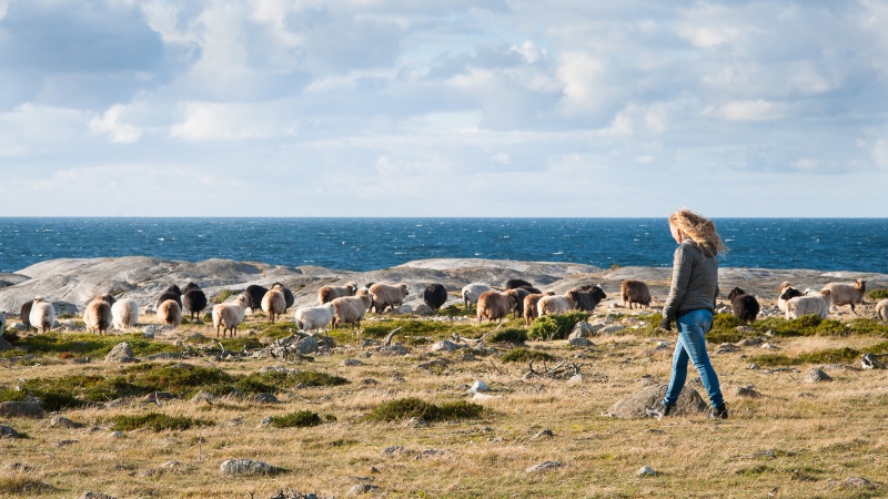 En kvinna och far p� klipporna langs havet